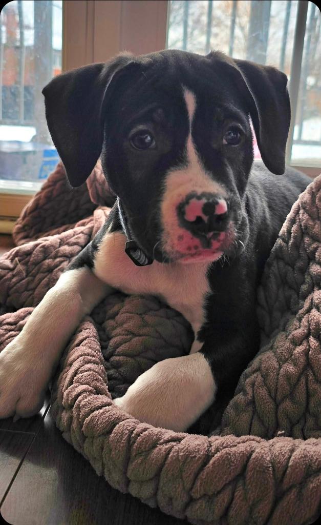 Shane, Adoptable, Puppy Male Boxer.