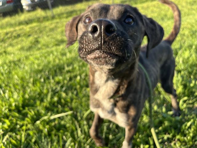 RAVEN, Adoptable, Adult Female Mixed Breed.