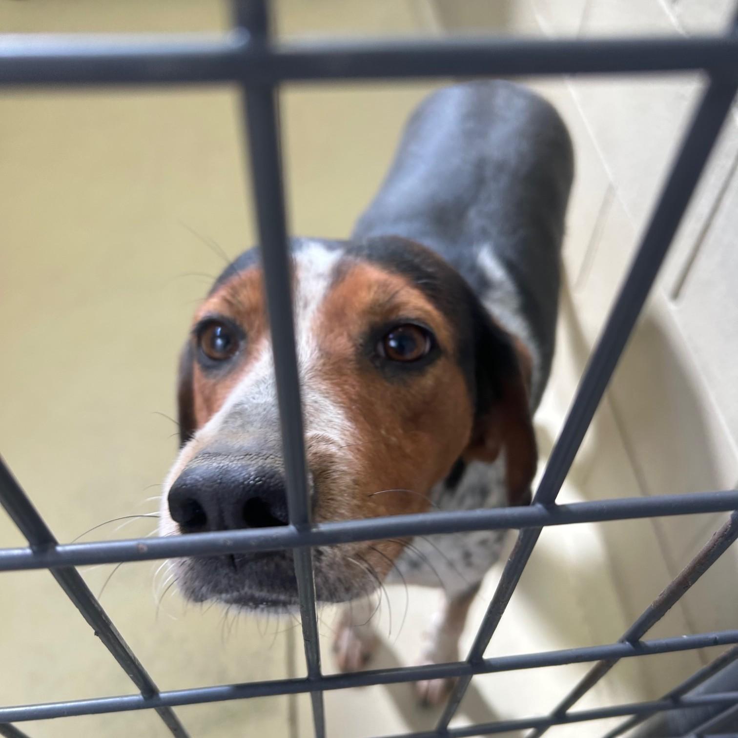 Maple Leaf thumbnail 4