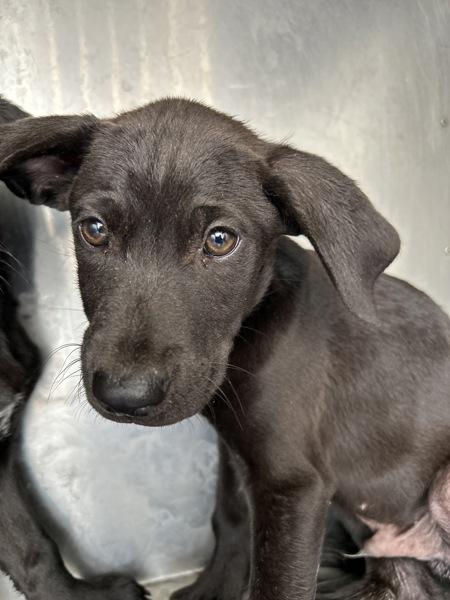 Benny, Adoptable, Puppy Male Shepherd.