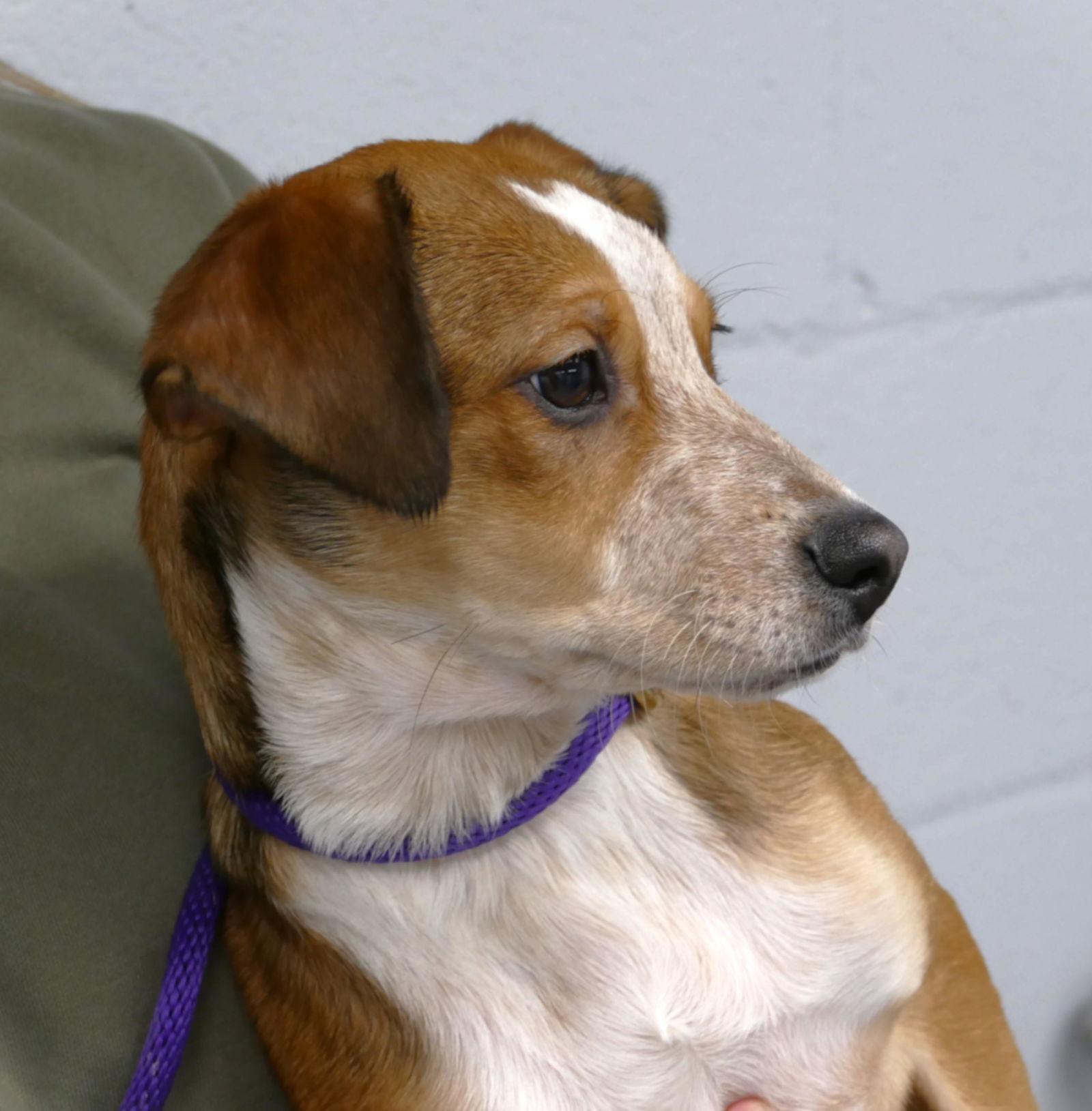Sugar Cookie (courtesy post), Adopted, Puppy Female Hound.