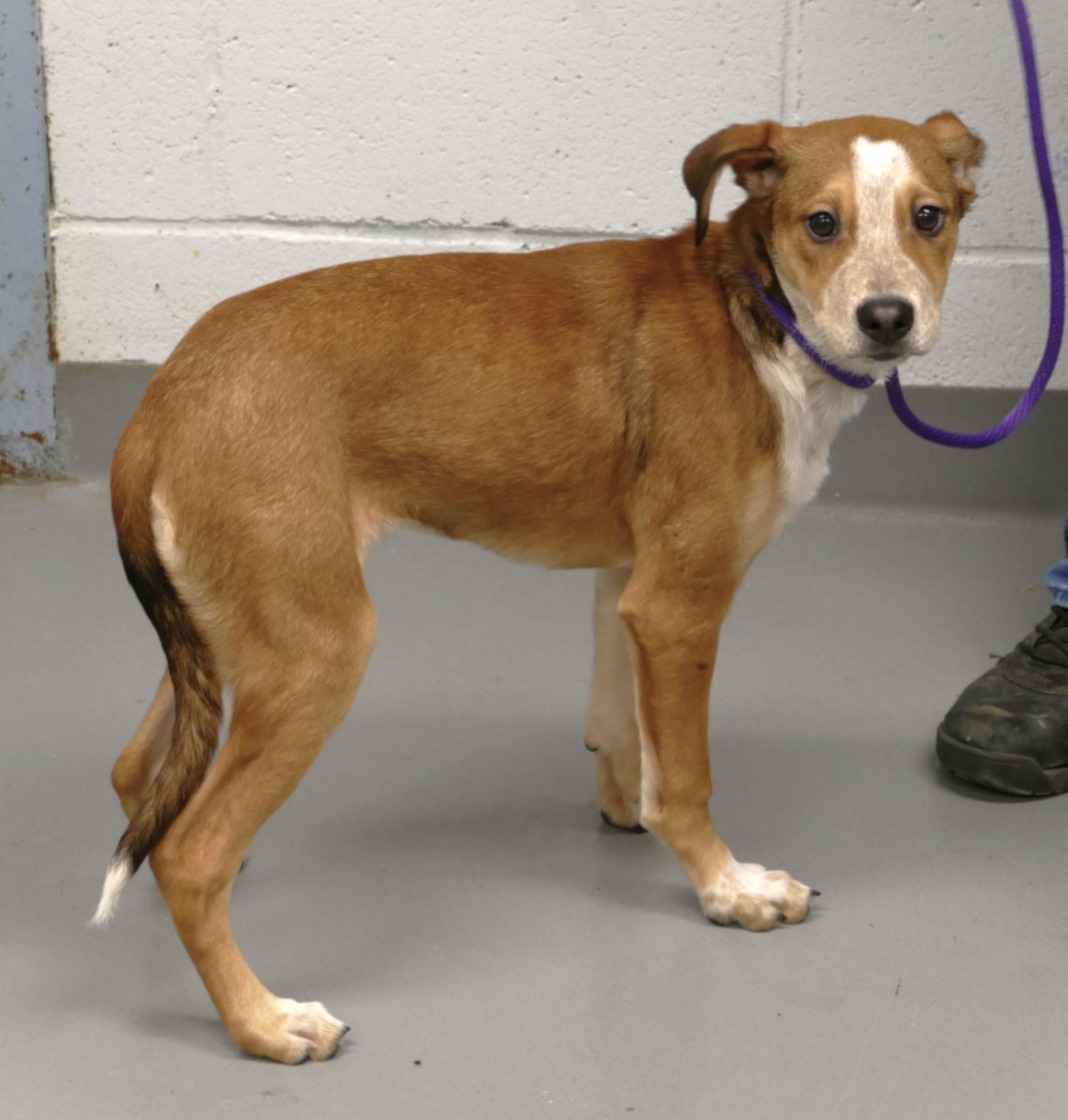 Enlarge Sugar Cookie (courtesy post), a Adopted Hound in Pittsburgh, PA image 3/3