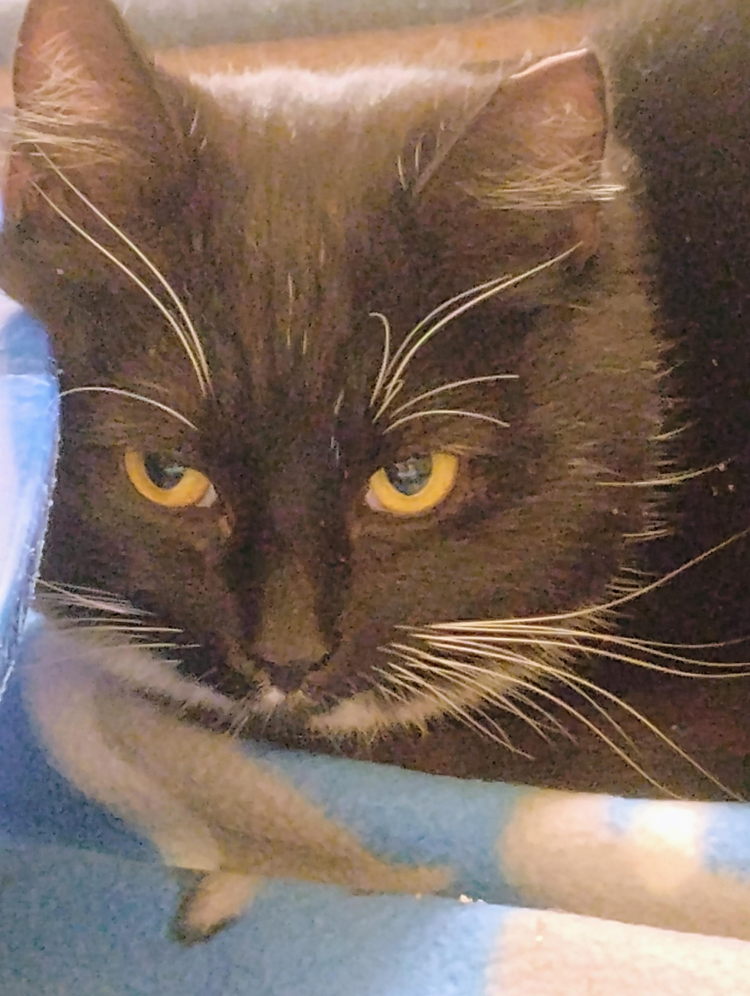 Argyle, ADOPTABLE, Young Female Domestic Short Hair.