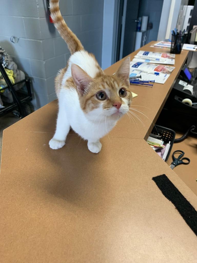 Enlarge Laverne, a Adoptable Domestic Short Hair in Troy, OH image 1/1