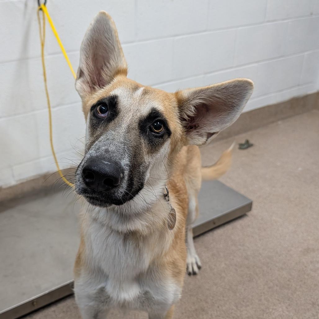 Enlarge Honey, a Adoptable mixed breed in Ardmore, OK image 1/1