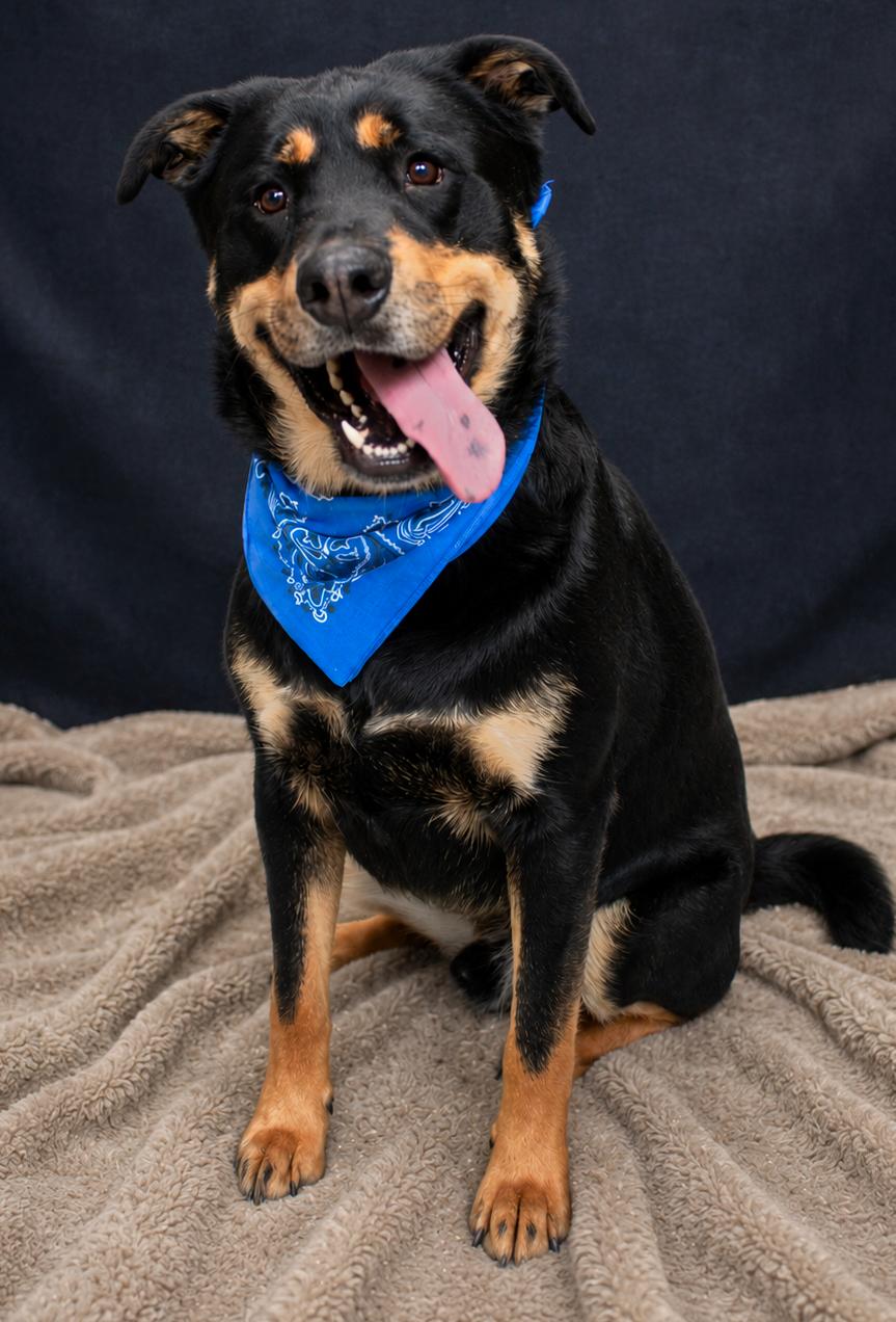 Enlarge Cooper, a ADOPTABLE mixed breed in Cheboygan, MI image 5/6
