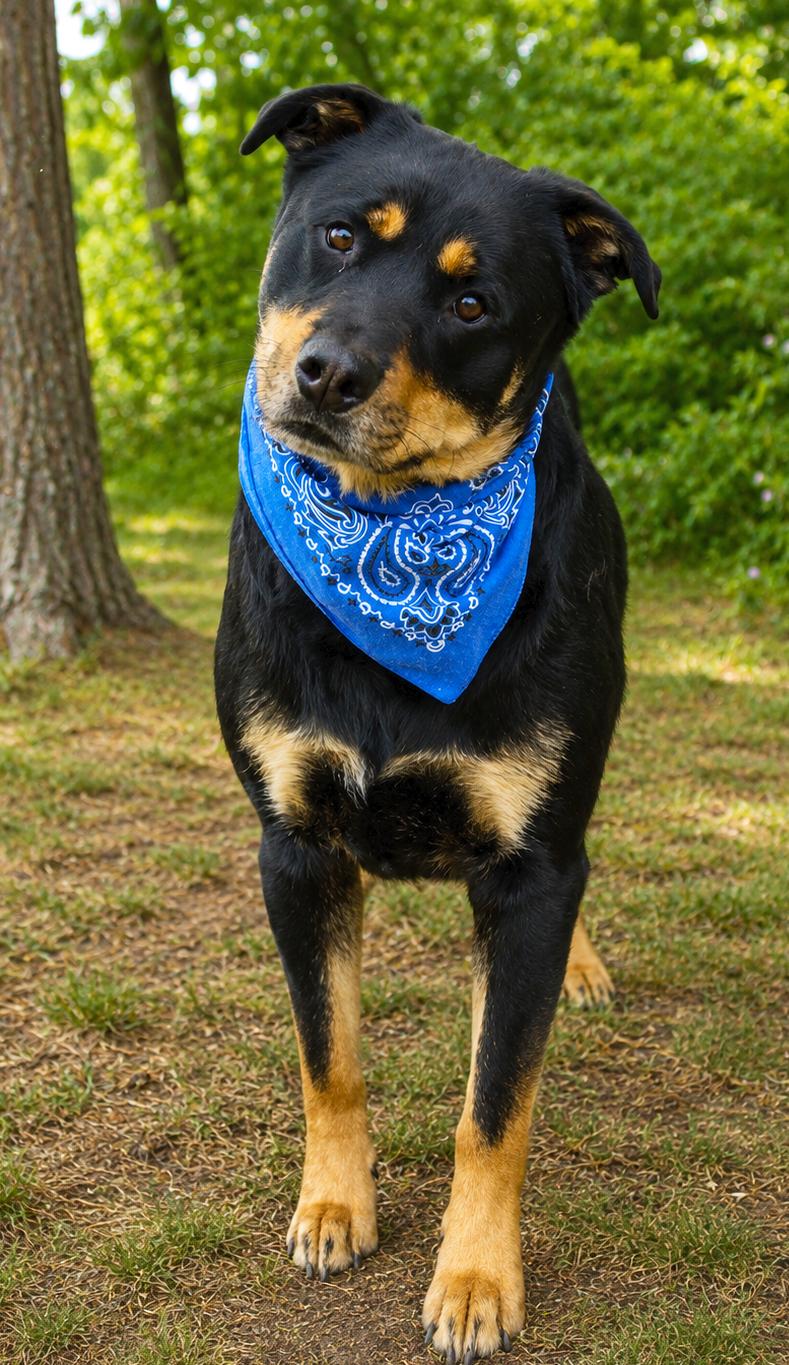 Enlarge Cooper, a ADOPTABLE mixed breed in Cheboygan, MI image 6/6