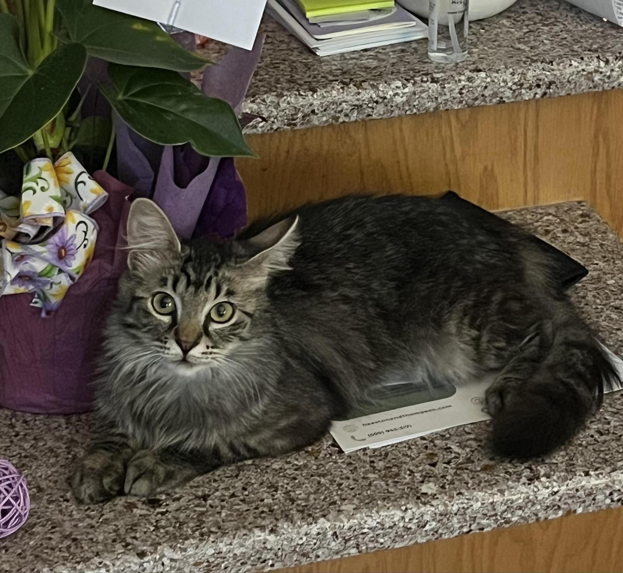 Samora, Adoptable, Young Female Domestic Long Hair & Tabby.