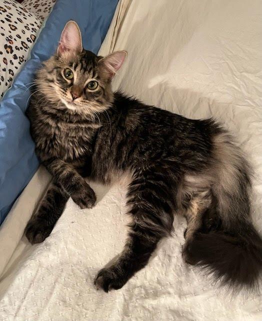 Samora, a Adoptable mixed breed in West Richland, WA image 5/6