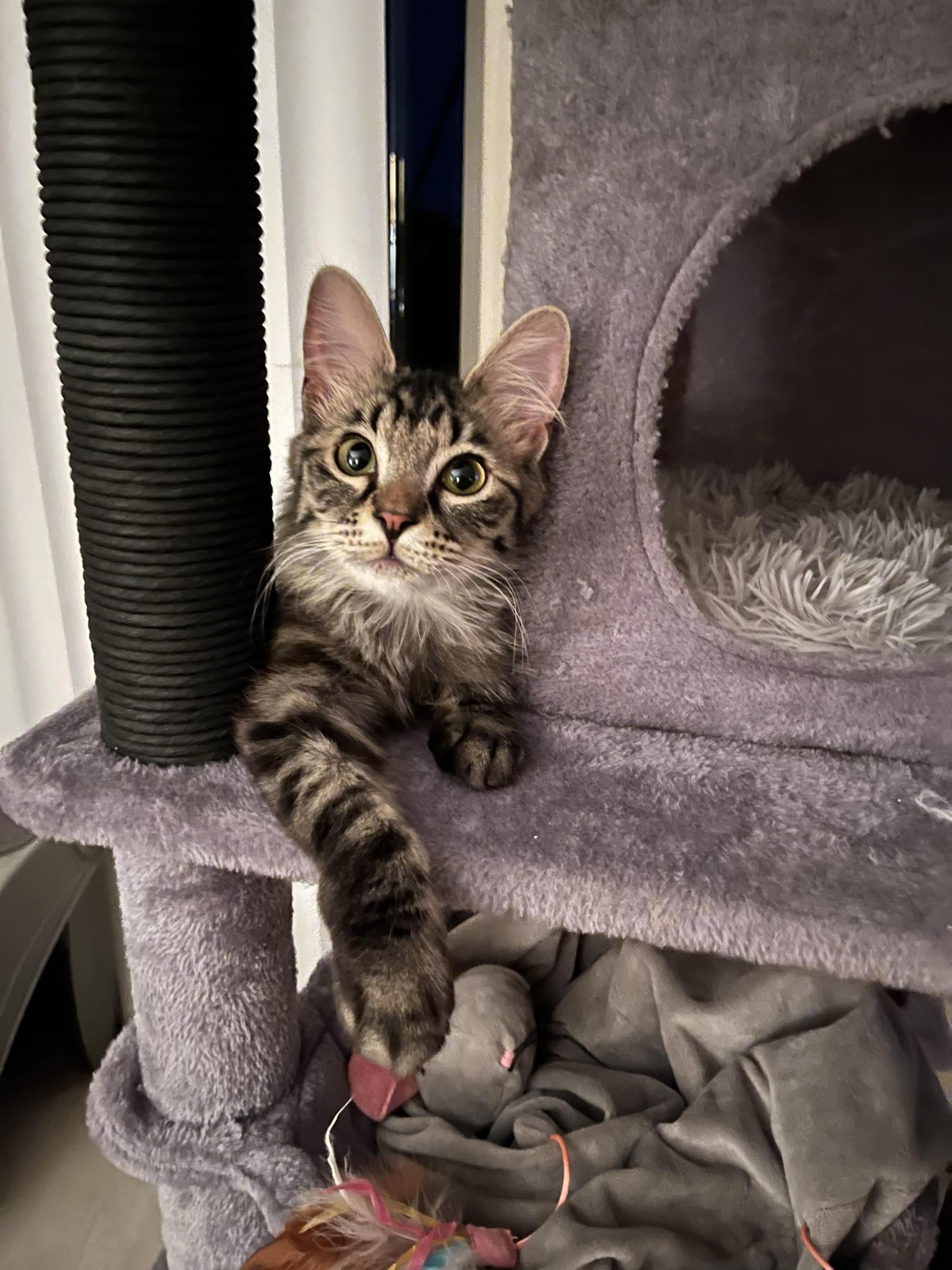 Samora, an adoptable Domestic Long Hair, Tabby in West Richland, WA, 99353 | Photo Image 4