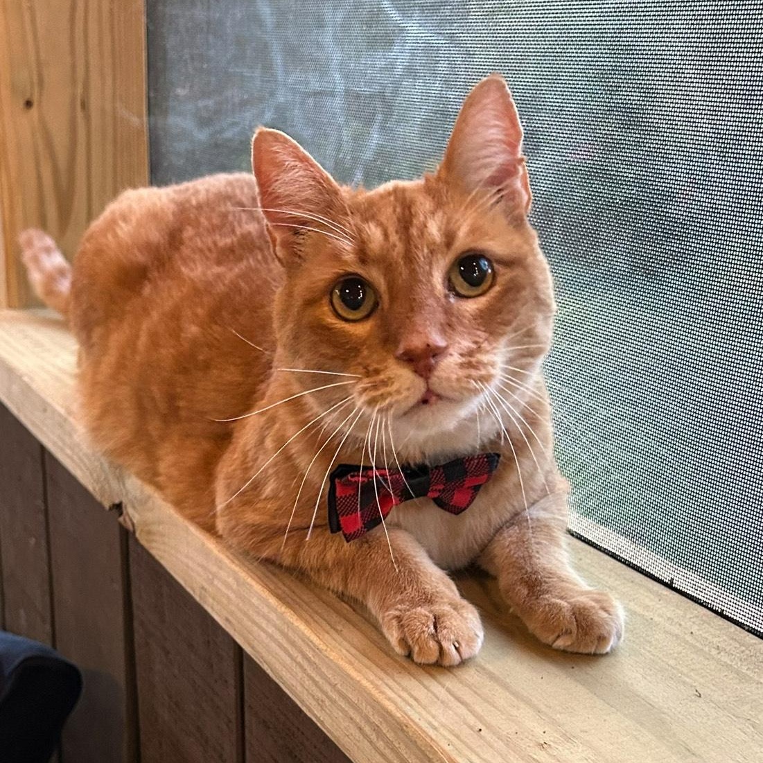 Pesto, a Adoptable Domestic Short Hair in Hixson, TN image 1/5