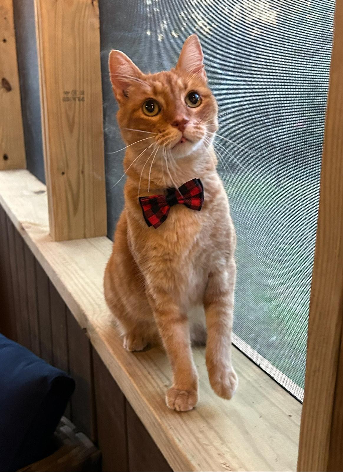 Pesto, a Adoptable Domestic Short Hair in Hixson, TN image 3/5