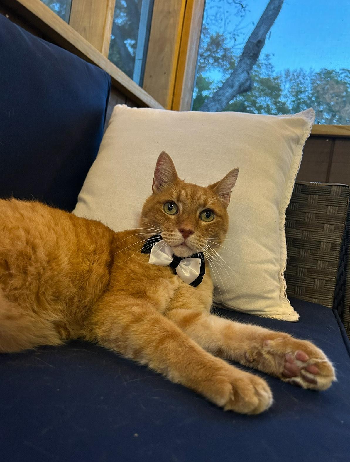 Pesto, a Adoptable Domestic Short Hair in Hixson, TN image 5/5