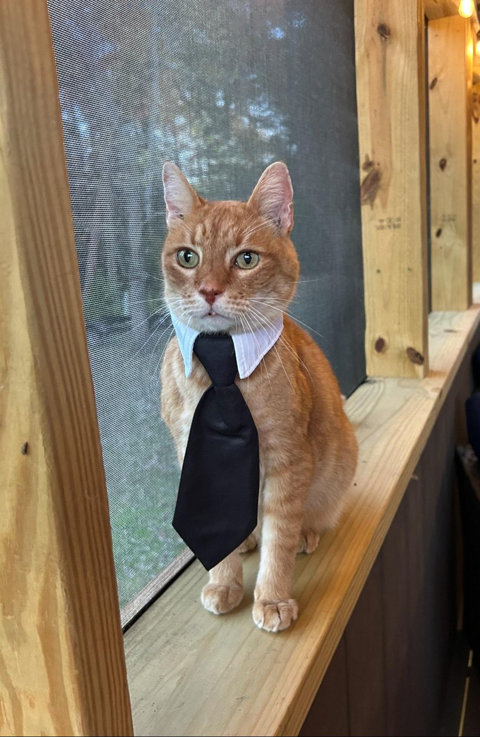 Pesto, a Adoptable Domestic Short Hair in Hixson, TN image 4/5