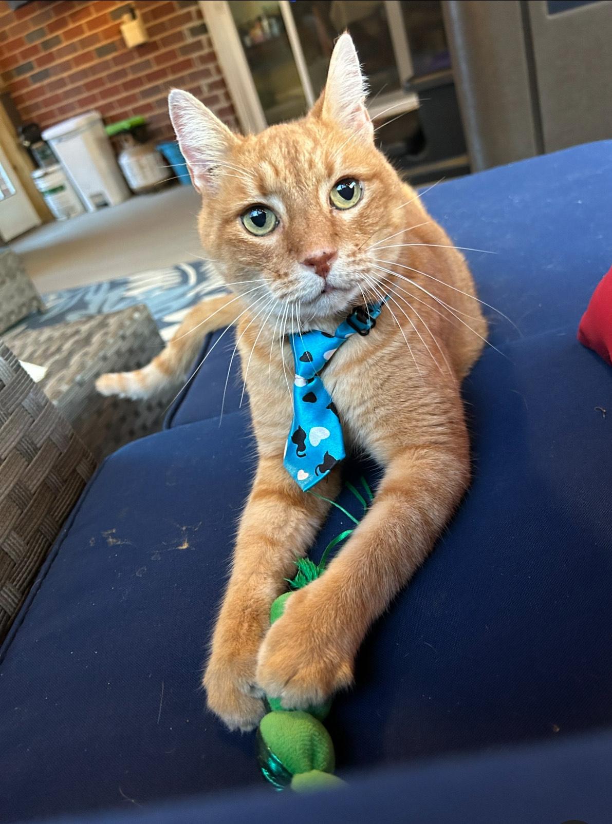 Pesto, a Adoptable Domestic Short Hair in Hixson, TN image 2/5