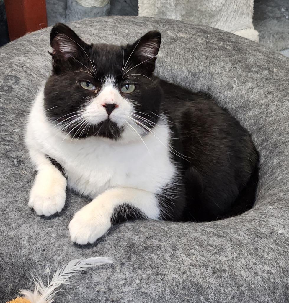 Booties, Adoptable, Adult Male Domestic Short Hair.