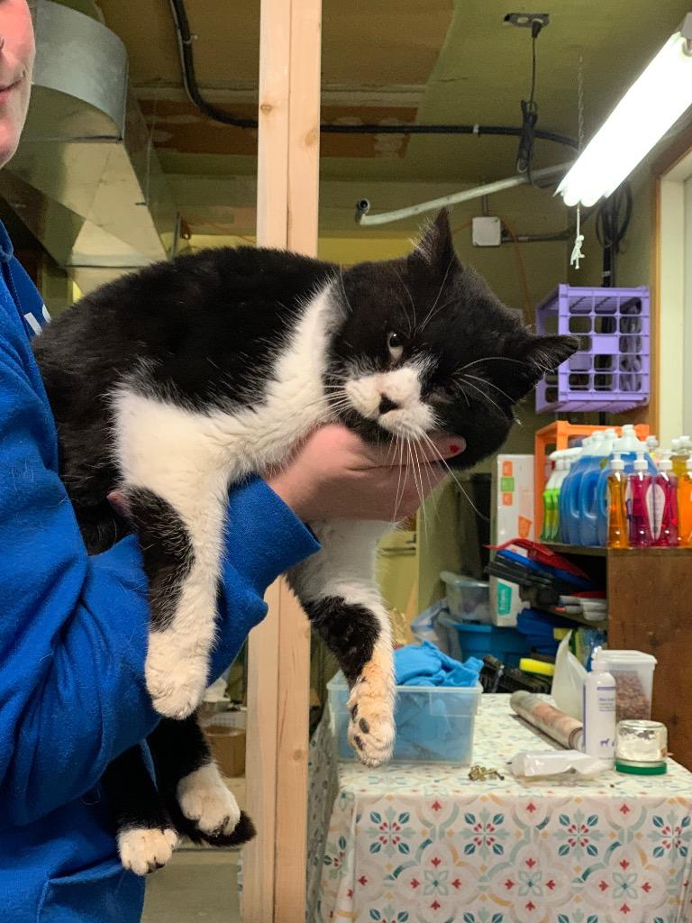 Enlarge Booties, a Adoptable mixed breed in Algona, IA image 3/6