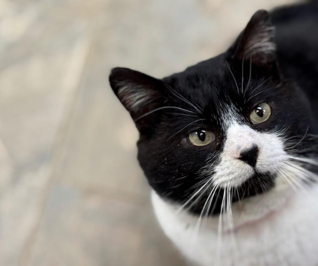 Enlarge Booties, a Adoptable mixed breed in Algona, IA image 4/6