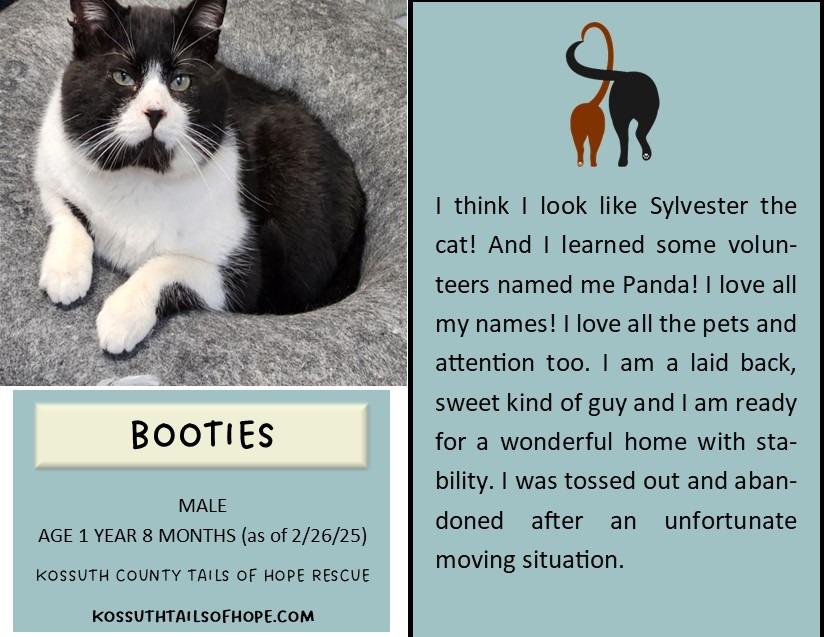 Enlarge Booties, a Adoptable mixed breed in Algona, IA image 5/6