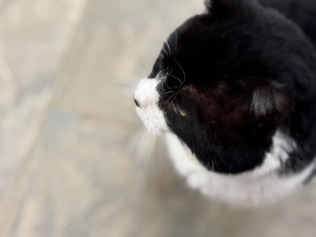 Enlarge Booties, a Adoptable mixed breed in Algona, IA image 6/6