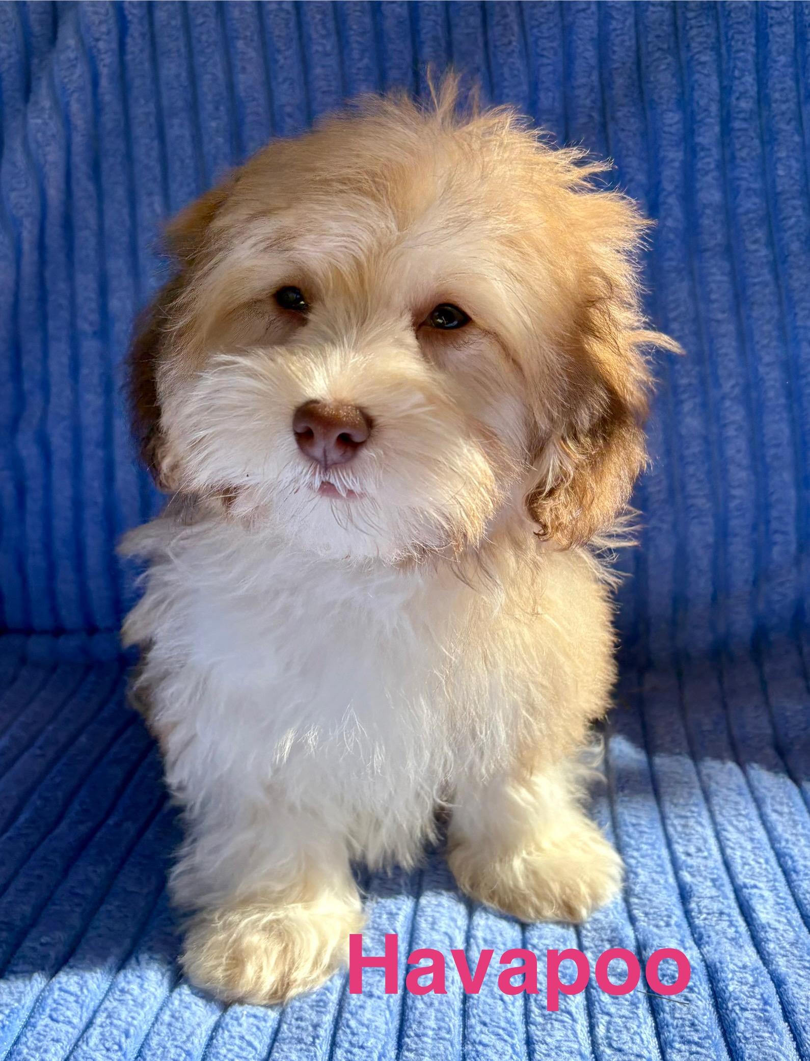 Charlie