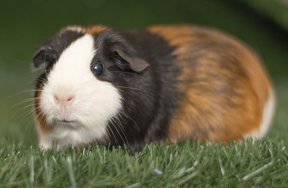 Pepper, adoptable, Adult Female Guinea Pig.