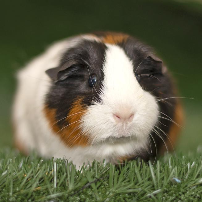 Enlarge Pepper, an adoptable Guinea Pig in Chicago, IL image 2/3