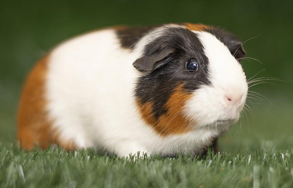 Enlarge Pepper, an adoptable Guinea Pig in Chicago, IL image 3/3