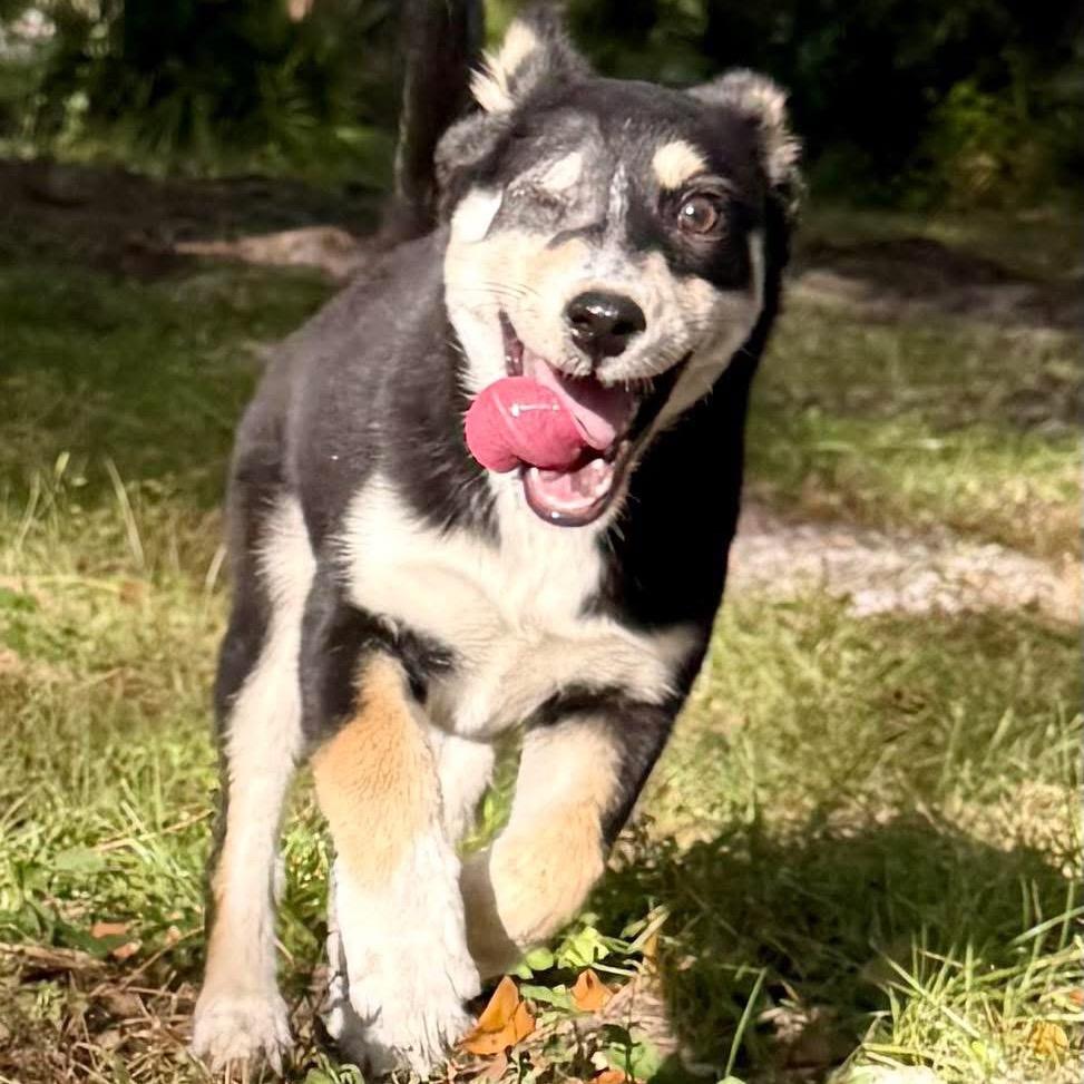 Enlarge Cally, a Adoptable mixed breed in Bradenton, FL image 1/1