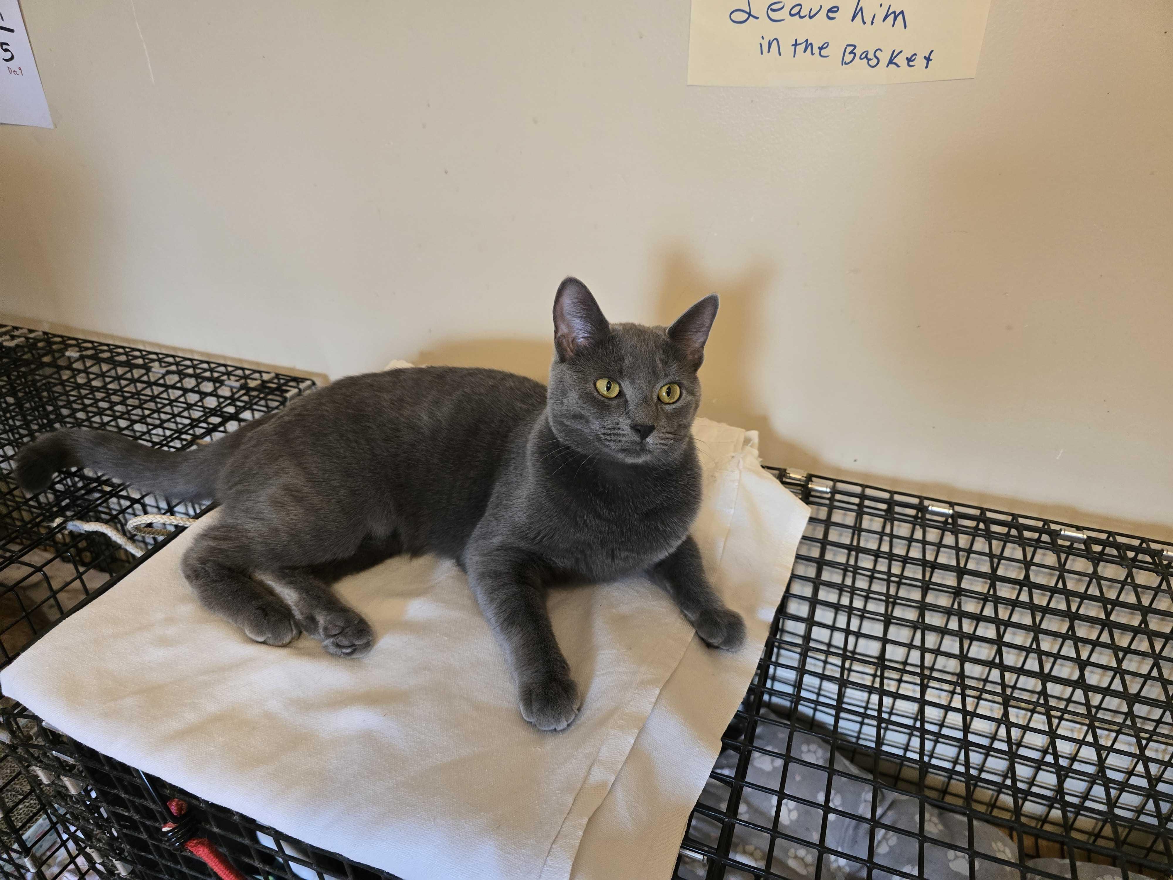 Enlarge Dusty, an adoption pending mixed breed in New Bedford, MA image 4/4