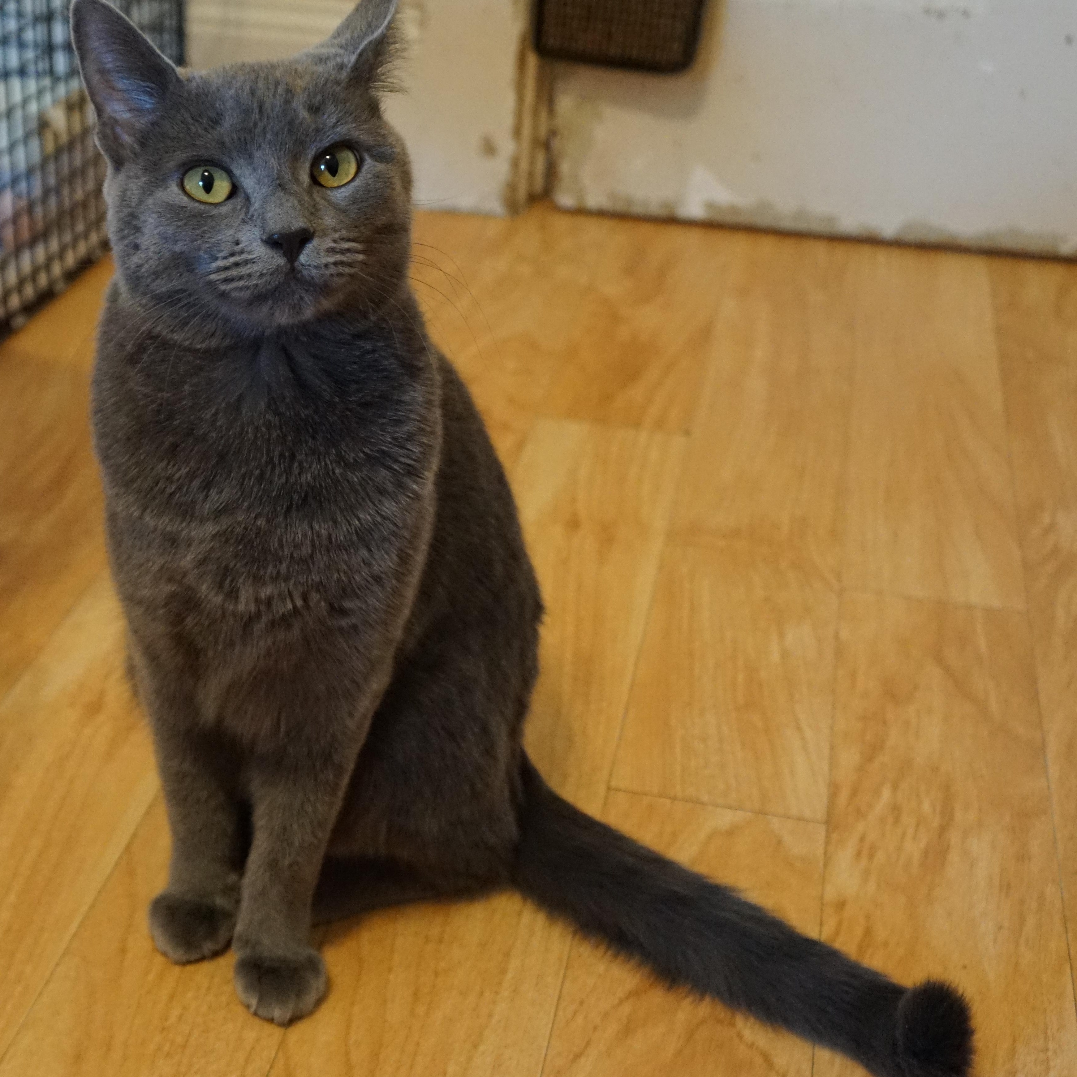 Enlarge Dusty, an adoption pending mixed breed in New Bedford, MA image 1/4