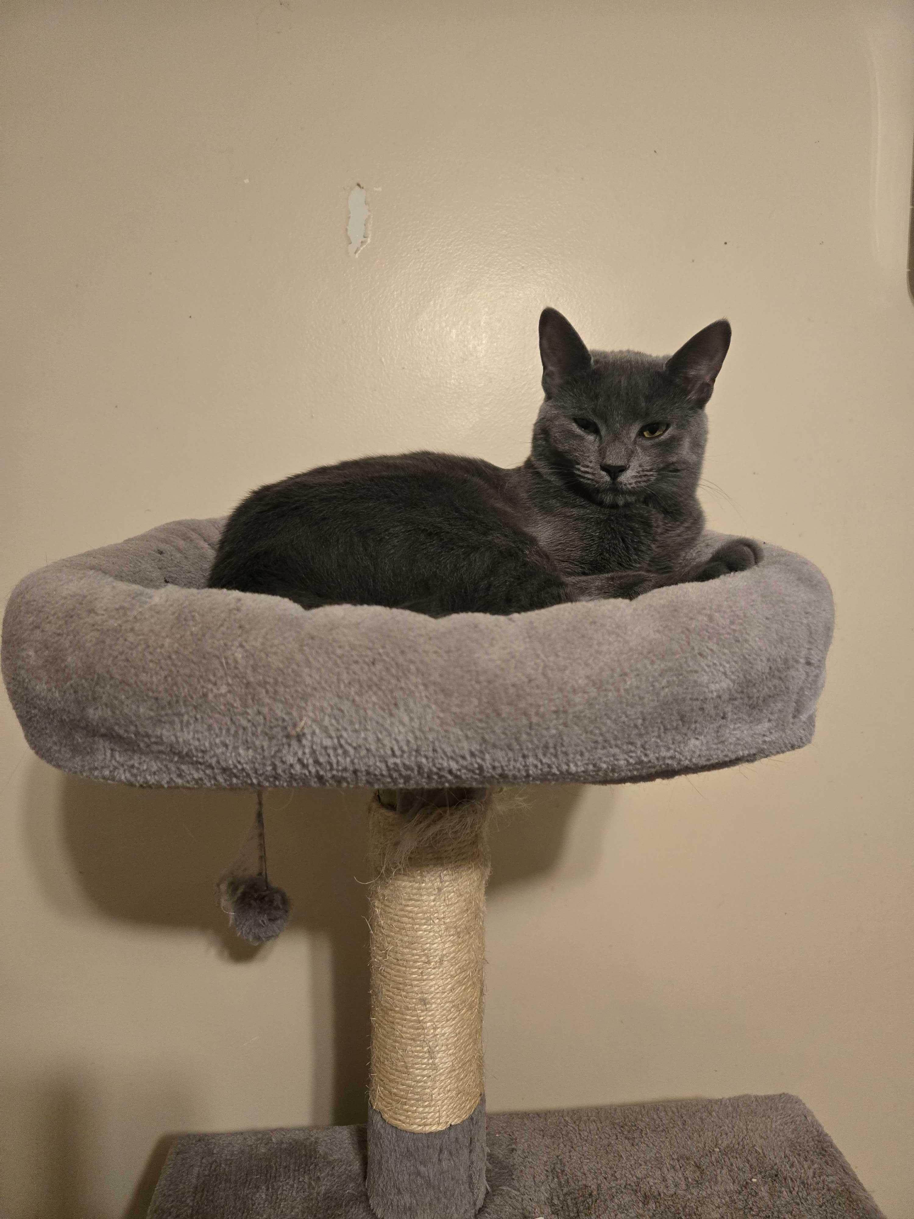 Enlarge Dusty, an adoption pending mixed breed in New Bedford, MA image 3/4