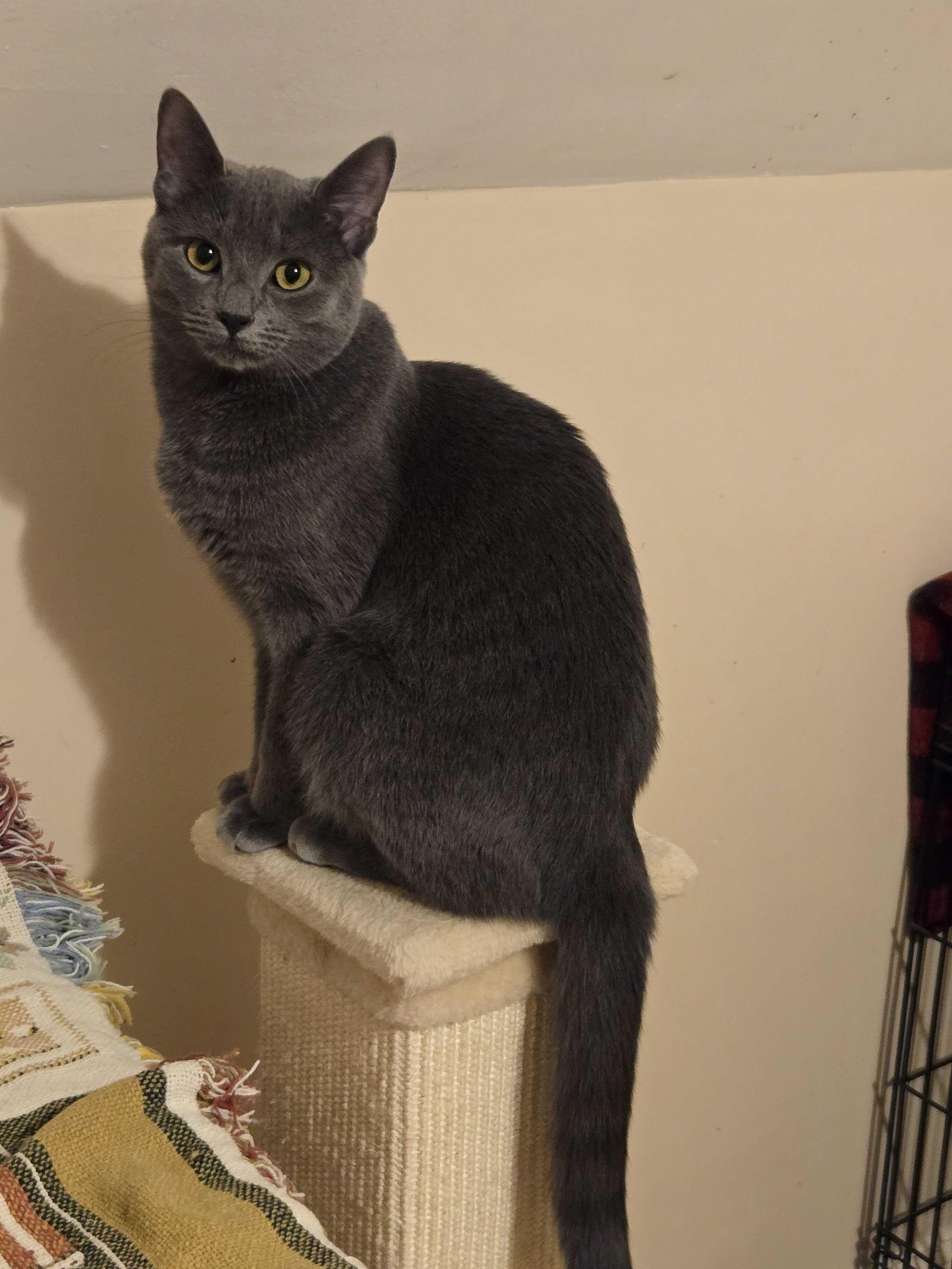 Enlarge Dusty, an adoption pending mixed breed in New Bedford, MA image 2/4