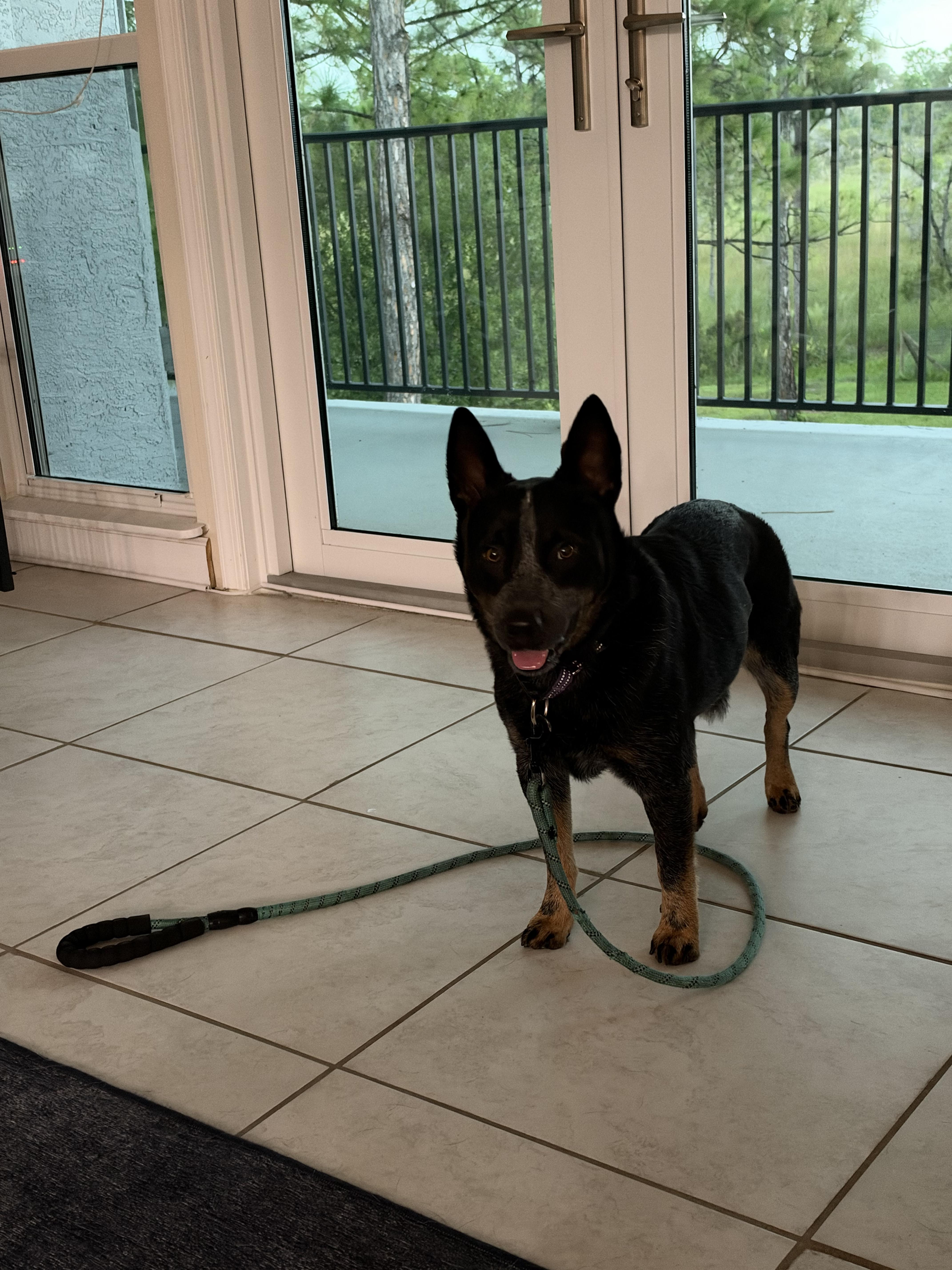 DINGO BLUE, Adoptable, Adult Male Australian Cattle Dog / Blue Heeler.