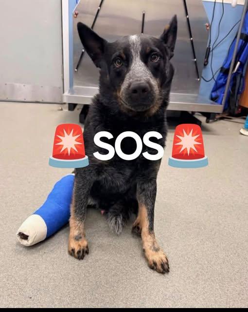 DINGO BLUE, Adoptable, Adult Male Australian Cattle Dog / Blue Heeler.
