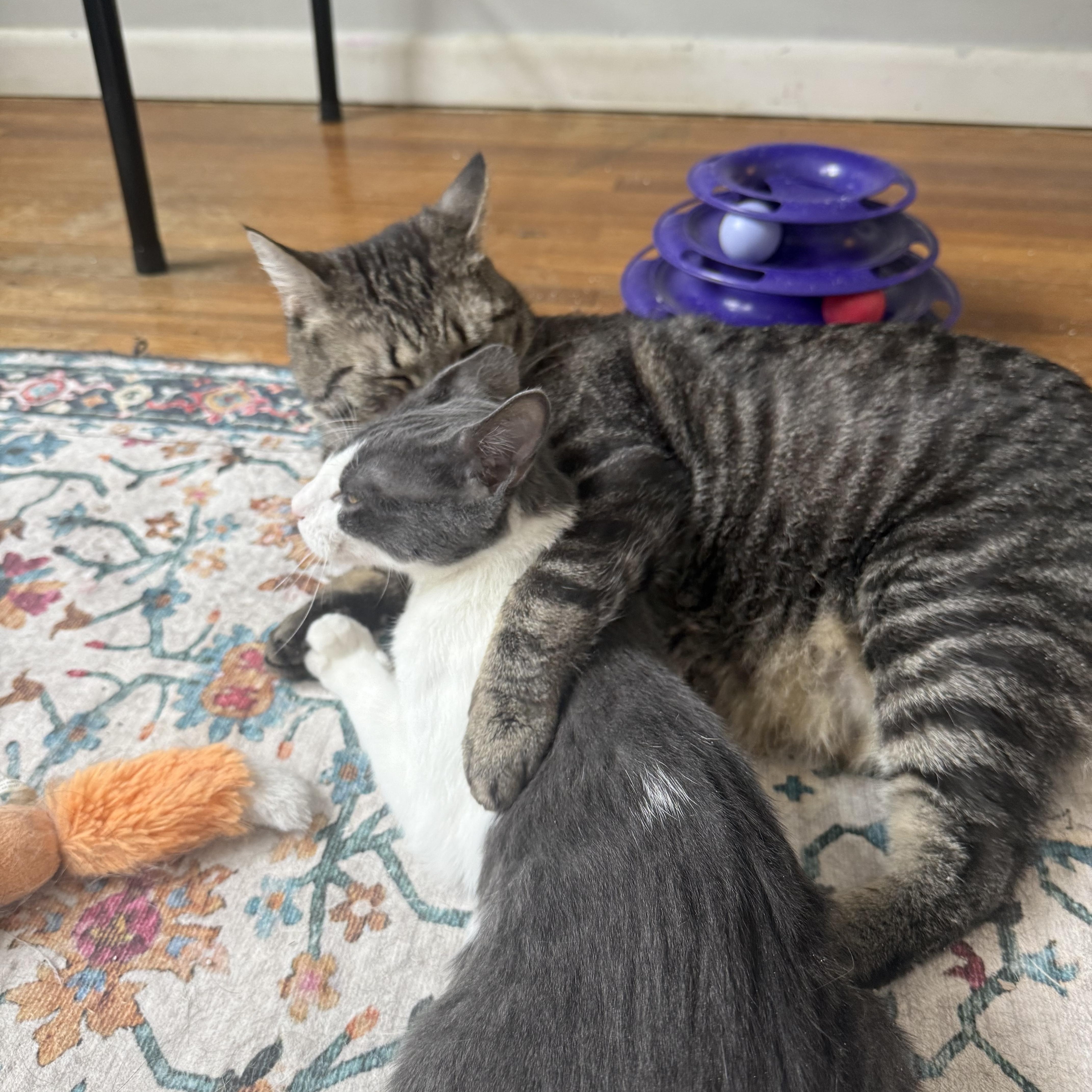 Enlarge Cosner- “Coz”, a ADOPTABLE Tabby in Avondale, PA image 2/4