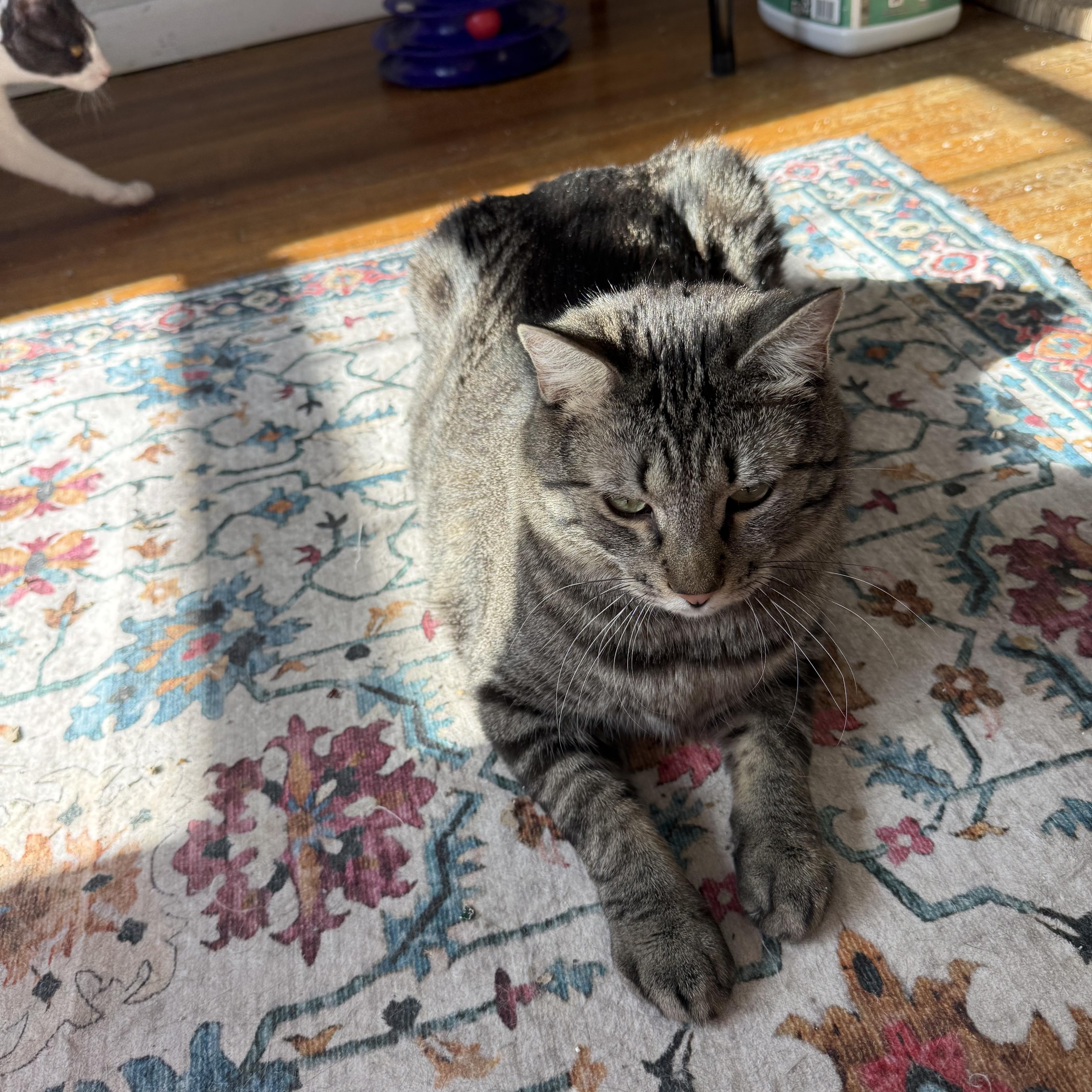 Enlarge Cosner- “Coz”, a ADOPTABLE Tabby in Avondale, PA image 1/4