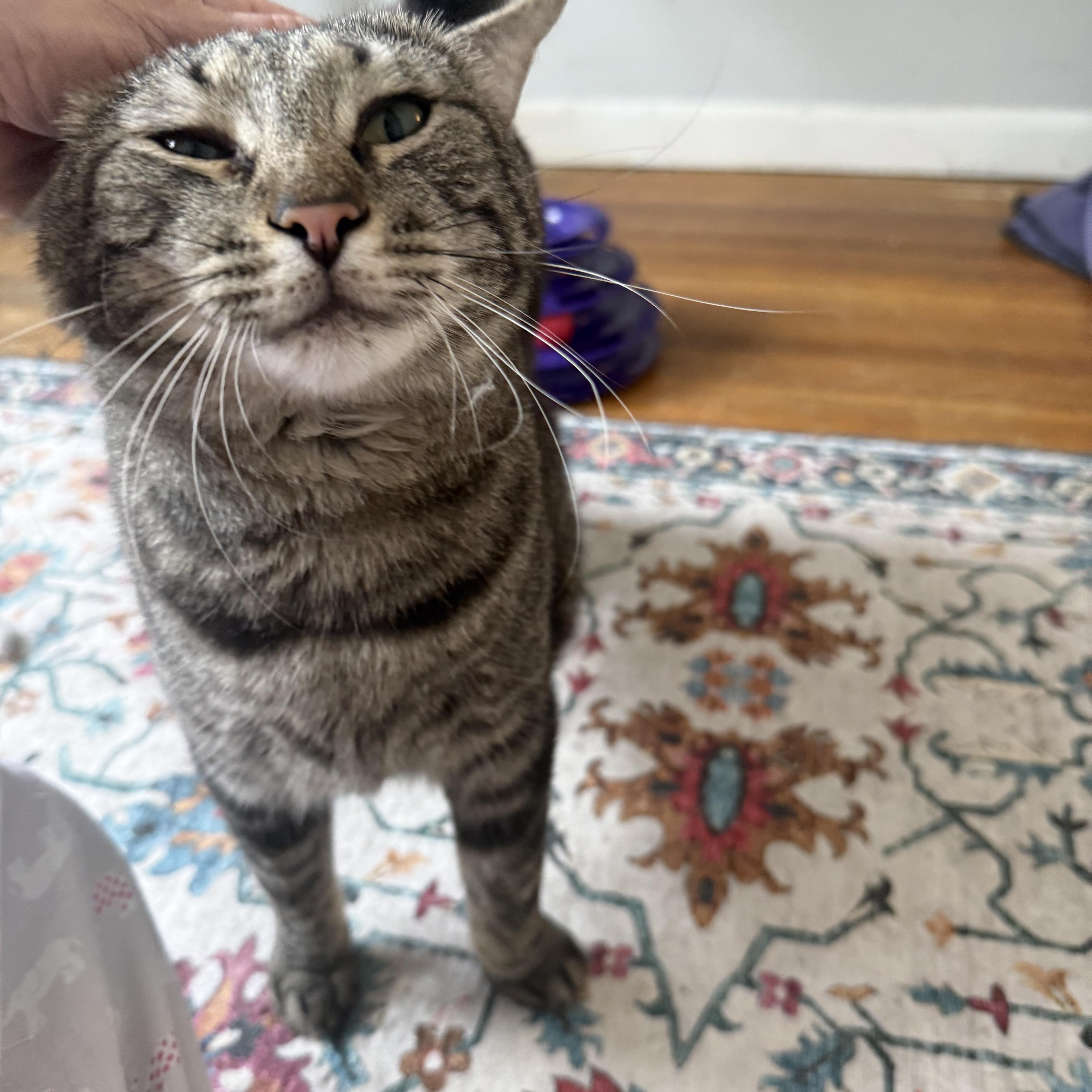 Enlarge Cosner- “Coz”, a ADOPTABLE Tabby in Avondale, PA image 3/4