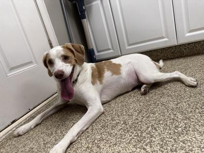 Penny, Adoptable, Adult Female Hound & Mixed Breed.