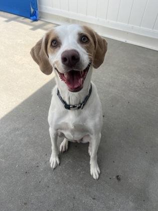 Enlarge Penny, a Adoptable mixed breed in East Brookfield, MA image 1/1