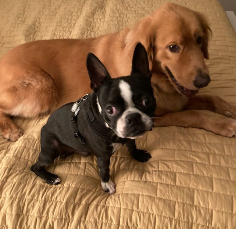 FRANK - Adopted!!, Adoptable, Young Male Boston Terrier.