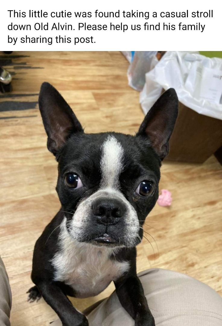 FRANK - Adopted!!, a Adoptable Boston Terrier in Spring, TX image 2/6