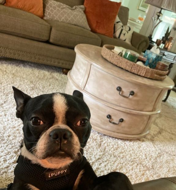 FRANK - Adopted!!, a Adoptable Boston Terrier in Spring, TX image 3/6