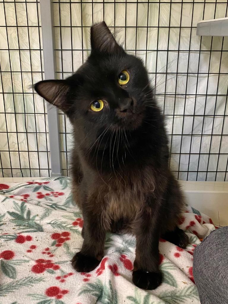 Enlarge Cross, a Adoptable mixed breed in Grants Pass, OR image 2/5
