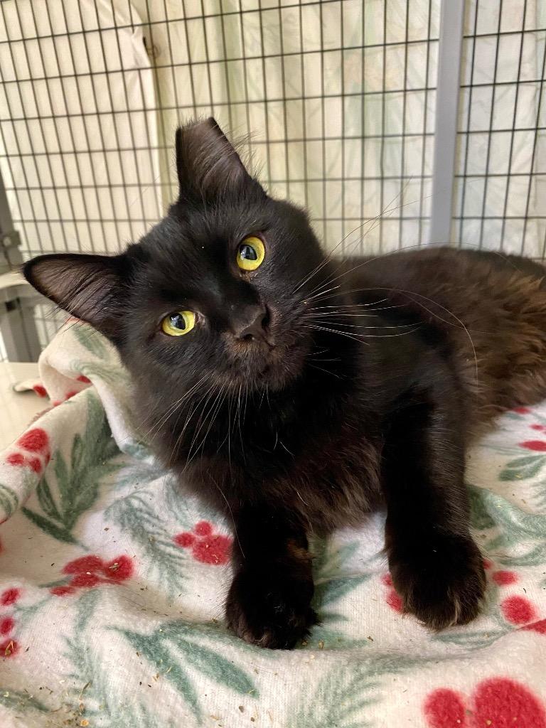 Enlarge Cross, a Adoptable mixed breed in Grants Pass, OR image 3/5