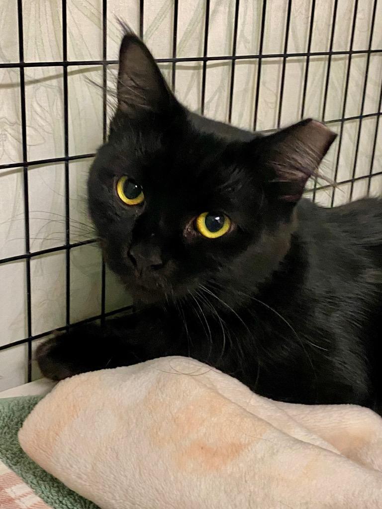 Cross, a Adoptable mixed breed in Grants Pass, OR image 1/2