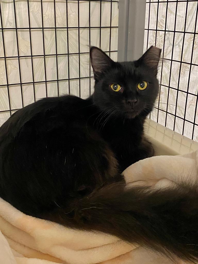 Cross, a Adoptable mixed breed in Grants Pass, OR image 2/2