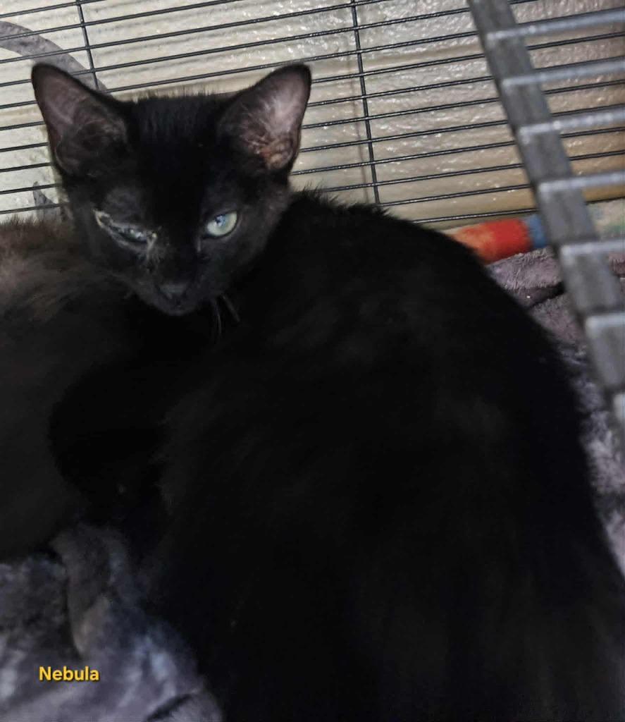 Nebula, Adoptable, Kitten Female Domestic Short Hair.