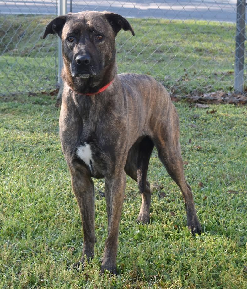 Enlarge Sailor, a Adoptable mixed breed in Kingsland, GA image 1/2