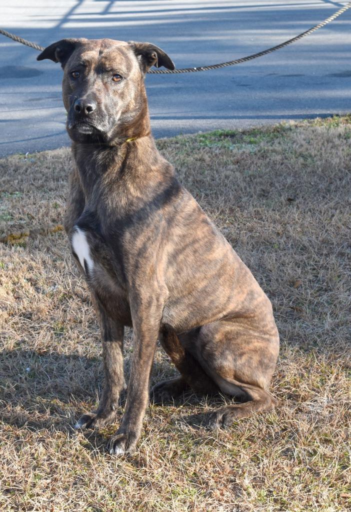 Sailor, Adoptable, Adult Female Mixed Breed.